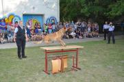Auch die Hundestaffel-Vorf&uuml;hrung der Polizeidirektion Sachsen-Anhalt Ost sorgte bei den Sch&uuml;lerinnen und Sch&uuml;lern f&uuml;r gro&szlig;es Interesse.