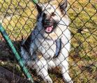 Joy hat Tierheimleiter Dieter Hieronymus diesen vierbeinigen Neuzugang getauft, einen Husky-Schäferhund-Mischling.